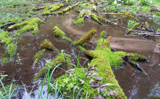 5_SaltinisLaumės pėda (2).jpg